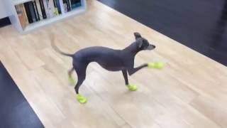 Italian Greyhounds New Boots [upl. by Moselle]