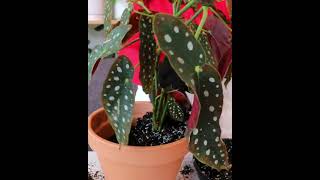 Repotting Begonia Maculata Wightii [upl. by Lethia]