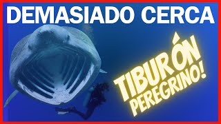 Buzos Increíblemente Cercanos a Tiburones Peregrinos Enfrentamiento Subacuático Épico [upl. by Netsoj817]