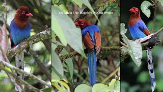 Birding SW Sri Lanka NovDec 2014 Part 1 [upl. by Otir]