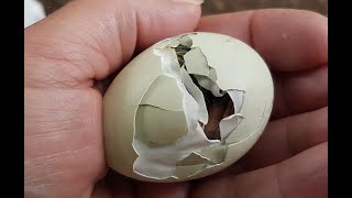 🐤 Java hatches triplets 🐥🐤 chicks chickentv araucana [upl. by Nosnek]