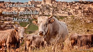 Transumanza mucche podoliche Matera [upl. by Werby226]