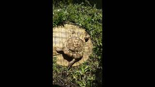 INDOOR  OUTDOOR Eastern Hermanns Tortoise ENCLOSURE [upl. by Dyana]