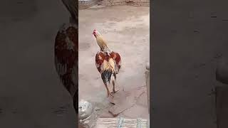 New mianwali aseel murga mandi mianwali aseelmurga aseelmianwali rooster [upl. by Mann718]