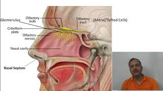 Nose structure and function [upl. by Markus]