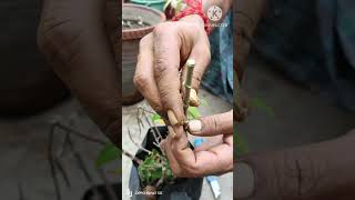 Expert Tips for Allamanda Tree Grafting  Allamanda Tree Grafting  StepbyStep Guide shorts [upl. by Sue]