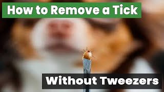 How to Remove a Tick from a Dog Without Tweezers Safe Techniques [upl. by Honora]