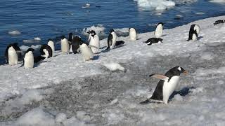 Penguins swimming coming ashore [upl. by Goulet834]