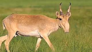 The Enigmatic Saiga Antelope Mystery of Its Drooping Nose [upl. by Norga]