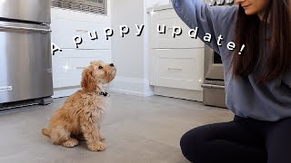 A PUPPY UPDATE  OUR 12WEEK OLD CAVAPOO [upl. by Weber]