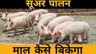 How to sell Pigs  Marketing  सूअर कैसे  कहा बेचे  Pig Farming Information  training [upl. by Ahsek]