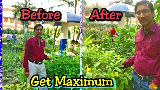 How to get Maximum Blooms in Tecoma Plant in Just 20 Days [upl. by Sheppard627]