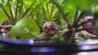 Watch radishes grow in space in this timelapse video [upl. by Yenttihw]