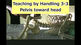 Teaching by Handling： 33 Pelvis toward head on the side Silent [upl. by Iarahs]