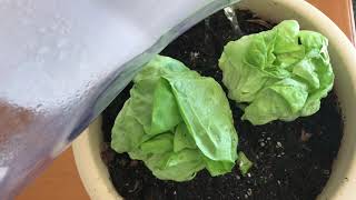 REGROWING BUTTER LETTUCE  how to make a fresh garden salad [upl. by Legna]