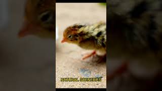 කුකුල් පැටියා  Cute Baby Cockering [upl. by Anihsit801]