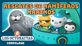 Los Octonautas  🦭 Rescates de mamíferos marinos ⛑️  Episodios Completos  Compilado [upl. by Ahsoym326]