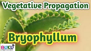 Asexual Reproduction ll Vegetative propagation by leaf ll Bryophyllum [upl. by Eenobe345]