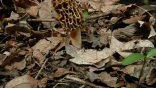 Morel Mushroom Life Cycle growth Time Lapse [upl. by Sheeran]