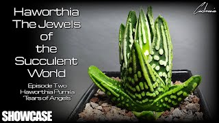 Haworthia  The Jewels of the Succulent World  Episode Two  Haworthia Pumila Tears of Angels [upl. by Kriss]