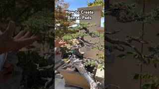 How to Create Pads on your Bonsai bonsai bonsaitree bonsaidesign gardening plants shorts [upl. by Olonam150]