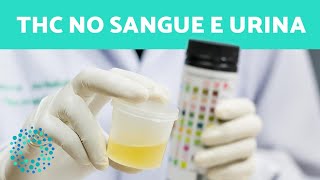 THC no SANGUE e na URINA  QUANTO TEMPO DURA [upl. by Ayidan]