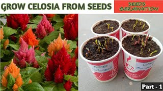 Grow Celosia From Seeds  How to sow celosia  सेलोसिआ को बीज से लगाए  Celosia Seeds Germination [upl. by Tersina372]