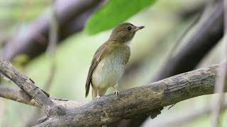 The brown chested jungle flycatcher  WILDLIFE SINGAPORE BIRDING  4K [upl. by Acey]