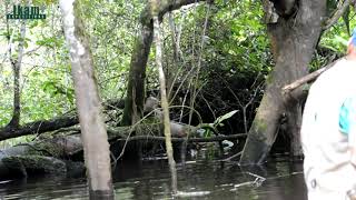 Neotropical Otter  Nutria de rio Lontra longicaudis en Tingana Moyobamba San Martín  Perú [upl. by Anoy681]