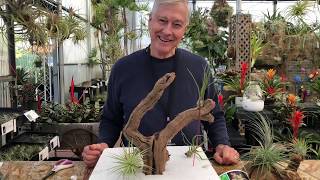 Mounting Air Plants with Tilly Tacker [upl. by Llerol458]