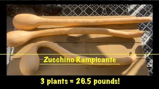 Zucchino Rampicante Harvest [upl. by Boser]