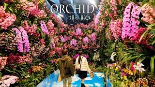 【4K Orchid】 International Orchid and Flower Show 2024 世界らん展2024 4K orchid [upl. by Nyvek641]