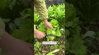 Tip to harvest lettuce shorts plantingtips [upl. by Atinej]