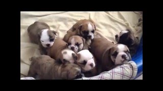 English Bulldog Puppies Birth to 5 Weeks [upl. by Razal]