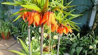 Fritillaria imperialis Rubra [upl. by Silloc]