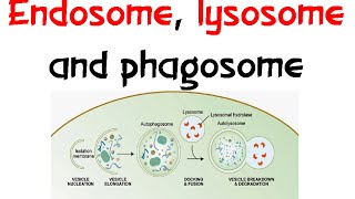 Endosome Lysozome and phagosome [upl. by Pournaras]