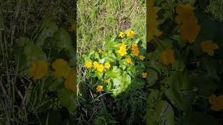 Le Caltha des Marais une Graine Poivrée  Marsh caltha a peppery seed [upl. by Lisette]