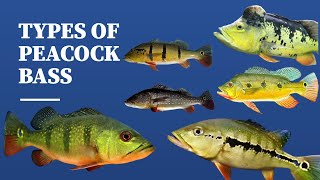 TYPES OF PEACOCK BASS [upl. by Vevina]