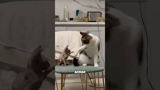 Реакция сервала на котенка🙀 как думаете они подружатся Лапа это интерес или агрессия [upl. by Alinna507]