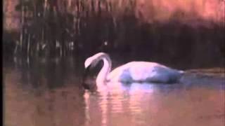 Animal Talk  Swan [upl. by Humpage]