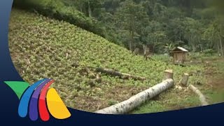 Selva Lacandona en peligro por tala clandestina  Noticias de Chiapas [upl. by Anerhs]