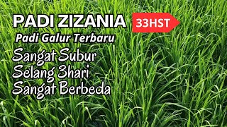 Padi ZIZANIA umur 33hst Padi Galur Terbaru pertumbuhanya Cepat amp ISTIMEWAH [upl. by Felicidad]