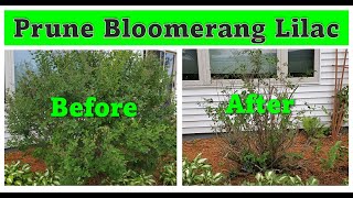 How to Prune Bloomerang Lilac With UPDATES [upl. by Abran]