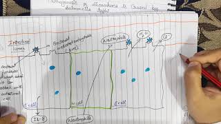 Salmonella Bacteria explained  Morphology  Antigenic structure  Pathogenesis  Culture [upl. by Leahciam542]