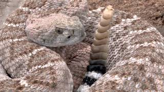 Western Diamondback Rattlesnake 2011 [upl. by Dnaltroc]