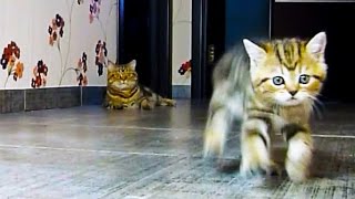 Funny Cats and kittens F1 racing [upl. by Armallas48]