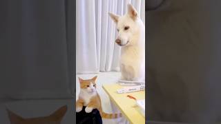 Cats and dogs ❤️ funnyanimal cats dogs funnyvideo fypシ゚viral lovecats lovedog [upl. by Midas564]