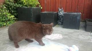 Funny chocolate british shorthair cat [upl. by Taffy]