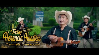 La Guayabita Trio Hernecia Huasteca del Totonacapan Video Oficial [upl. by Yeldnarb]