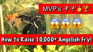 How To Raise Angelfish Fry  10000 plus Babies in the Fish Room [upl. by Knowland922]